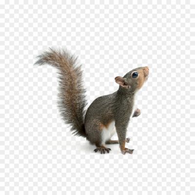 Squirrel-transparent-png-isolated-no-background-Pngsource-D0RBTPMW.png PNG Images Icons and Vector Files - pngsource
