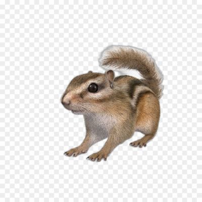 Squirrel-transparent-png-isolated-no-background-Pngsource-EPSLDU0N.png
