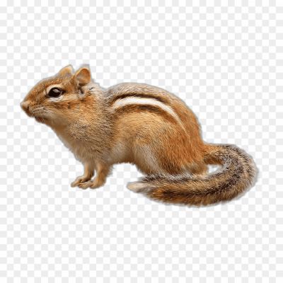 Squirrel-transparent-png-isolated-no-background-Pngsource-F3M6PAEC.png