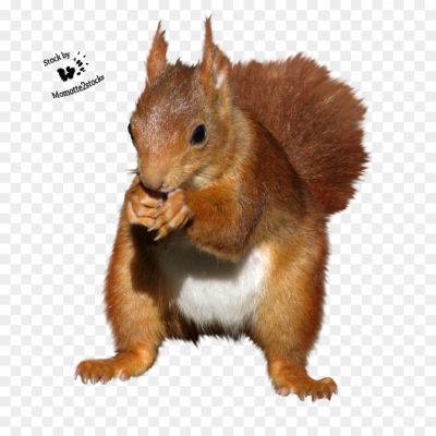 Squirrel-transparent-png-isolated-no-background-Pngsource-PQ65Q4GK.png