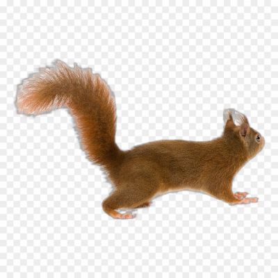 Squirrel-transparent-png-isolated-no-background-Pngsource-UUCUG4YN.png