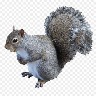 Squirrel-transparent-png-isolated-no-background-Pngsource-XSCBJ2LB.png
