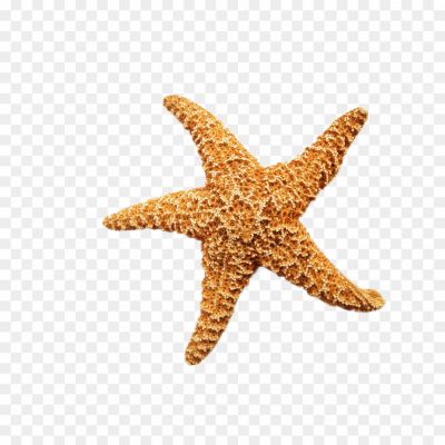 Starfish-Free-PNG-Clip-Art-N7PE345Z.png