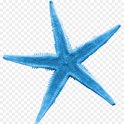 Starfish-No-Background-BQBF0GNY.png