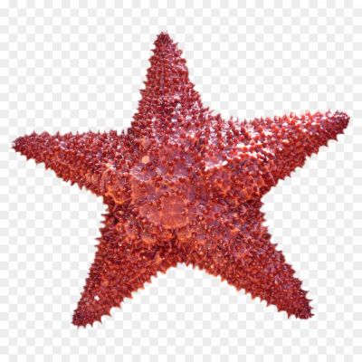 Starfish-PNG-Free-File-Download-3GF0VBLY.png