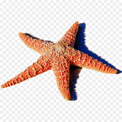 Starfish-PNG-HD-Photos-8K321HXF.png