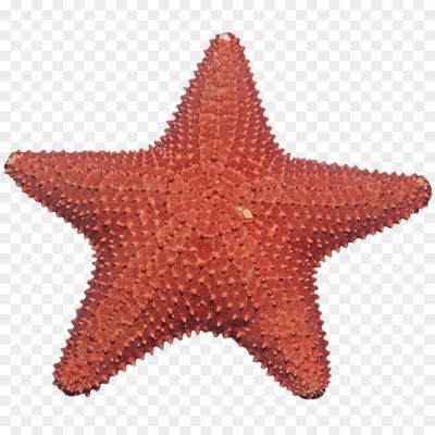 Starfish-Transparent-Image-DTOVXG7C.png