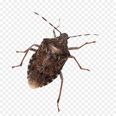 Stink Bugs, Insect, Shield-shaped, Odor-emitting, Agricultural Pests, Garden Pests, Brown Marmorated Stink Bug, Green Stink Bug, Stink Bug Species, Stink Bug Identification, Stink Bug Behavior, Stink Bug Habitat, Stink Bug Feeding, Stink Bug Damage