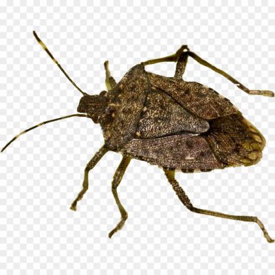 Stink Bugs, Insect, Shield-shaped, Odor-emitting, Agricultural Pests, Garden Pests, Brown Marmorated Stink Bug, Green Stink Bug, Stink Bug Species, Stink Bug Identification, Stink Bug Behavior, Stink Bug Habitat, Stink Bug Feeding, Stink Bug Damage