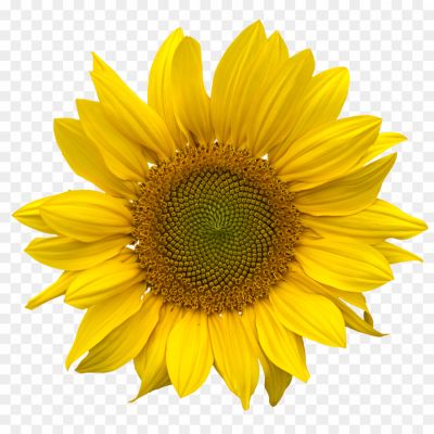 Sunflower-PNG-Pic-Pngsource-VNTXW0B4.png