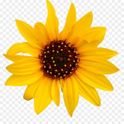 Sunflower-Transparent-PNG-Pngsource-ABQJDYYD.png