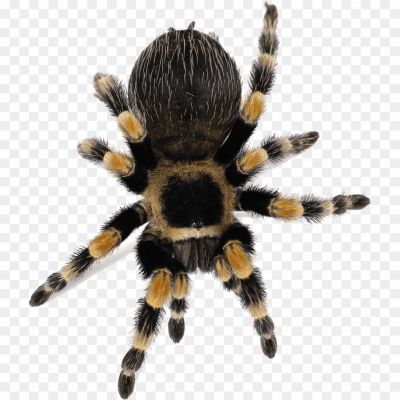 Tarantula-Background-PNG-Image-AEHAC4QB.png PNG Images Icons and Vector Files - pngsource