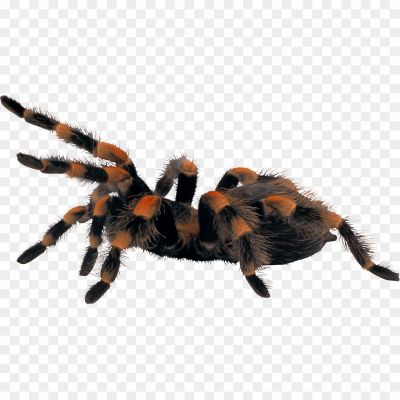 Tarantula-No-Background-E9NNXMB2.png PNG Images Icons and Vector Files - pngsource