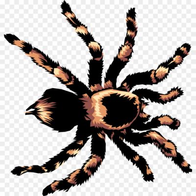 Tarantula-PNG-Photos-R1LB7MAK.png PNG Images Icons and Vector Files - pngsource