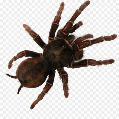 Tarantula-Transparent-Free-PNG-PY41E286.png