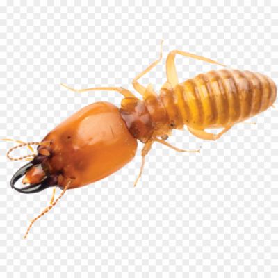 Termite-Transparent-File-0Y5KPMHF.png PNG Images Icons and Vector Files - pngsource