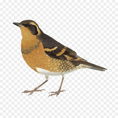 Thrushes-Transparent-Free-PNG.png