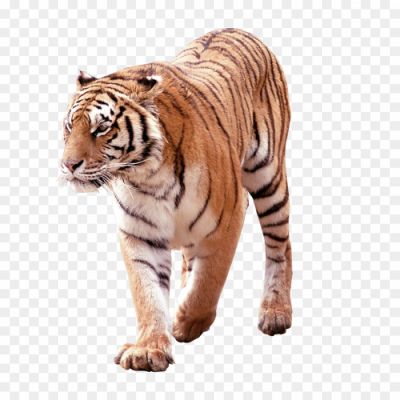 Tiger, Wildcat, Big Cat, Carnivore, Predator, Feline, Stripes, Roar, Jungle, Wildlife, Endangered, Majestic, Strength, Power, Stealth, Hunting, Tiger Conservation, Tiger Habitat, Tiger Species, Tiger Subspecies, Tiger Behavior, Tiger Roaming, Tiger Prey, Tiger Population, Tiger Roaming, Tiger Cubs, Tiger Roar, Tiger Eyes, Tiger Paws, Tiger Tail, Tiger Patterns, Tiger Stripes, Tiger Roaming, Tiger Conservation