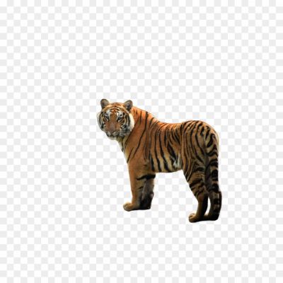 bangali-tiger, tiger