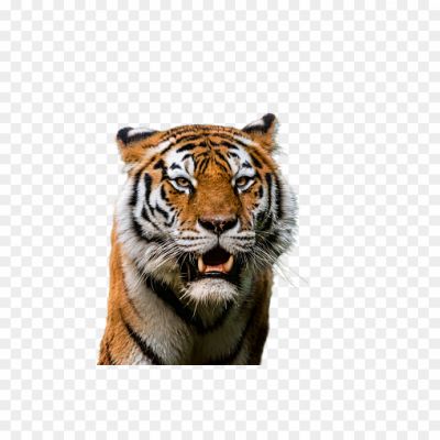 Tiger Png Image Hd Isolated Background - Pngsource