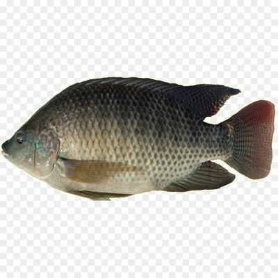 Tilapia-Fish-PNG-Clipart-Background-ZN4HR9DV.png