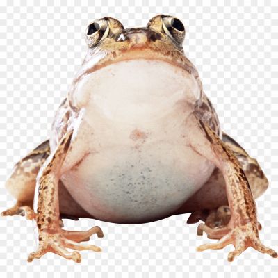 Toads-Free-PNG-HN0MYELQ.png