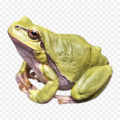 Toads-PNG-Free-File-Download-6NEBTMJZ.png