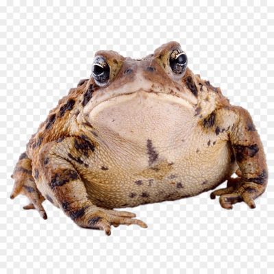 Toads-PNG-Photos-1MMLAHDR.png