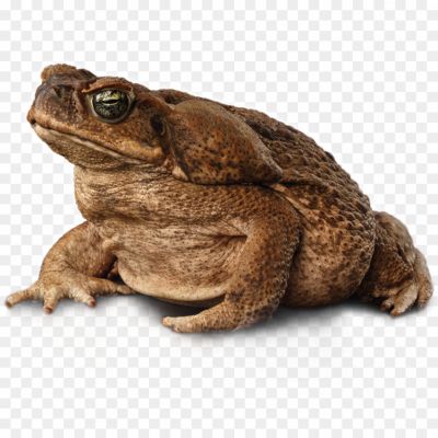 Toads-Transparent-Background-L49HNGXW.png