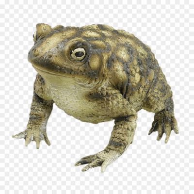 Toads-Transparent-Image-UHS4F9LE.png