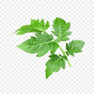 Tomato leaf Transparent PNG download _leaf_tomato_8923.png