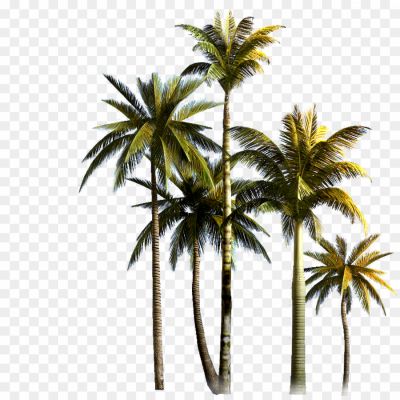 Top-Palm-Tree-Background-PNG-Image.png