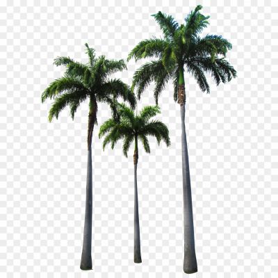 Top-Palm-Tree-Transparent-Free-PNG.png