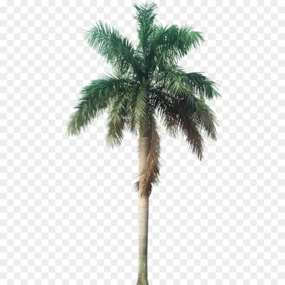 Top-Palm-Tree-Transparent-PNG-Pngsource-O2YWHSQ7.png