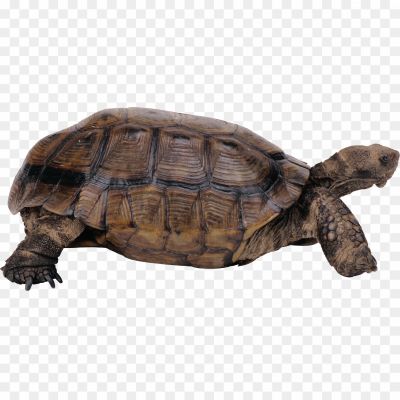 Tortoise-Background-PNG-Image-LZXHDVA9.png