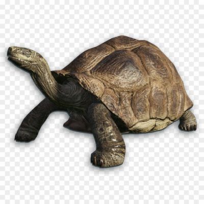 Tortoise-PNG-Clipart-Background-B9ZO6XE3.png