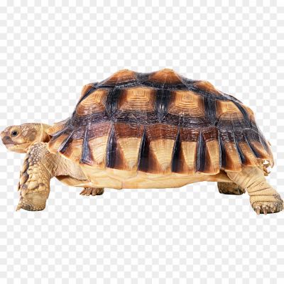 Tortoise-PNG-HD-Quality-172GWQIG.png PNG Images Icons and Vector Files - pngsource