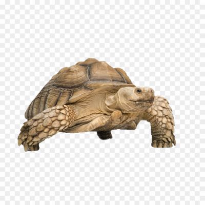 Tortoise-Turtle-Transparent-PNG-KQ2MGOQ4.png