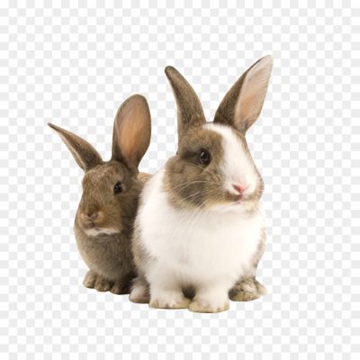 bunny, hare, rodent, cony, kahrgosh, sussa, rabbits