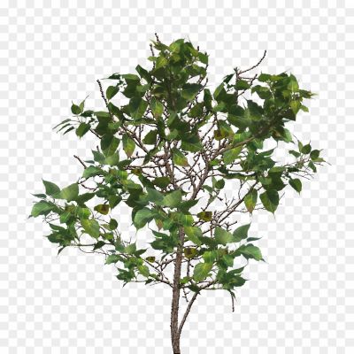 Tree-Branch-PNG-Image.png