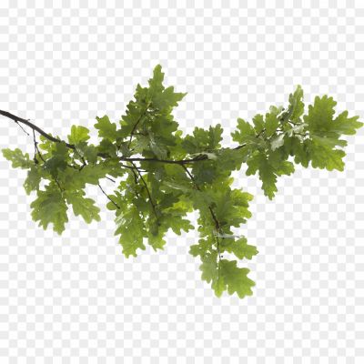 Tree-Branch-PNG-Transparent-Image-Pngsource-F62J6JMO.png