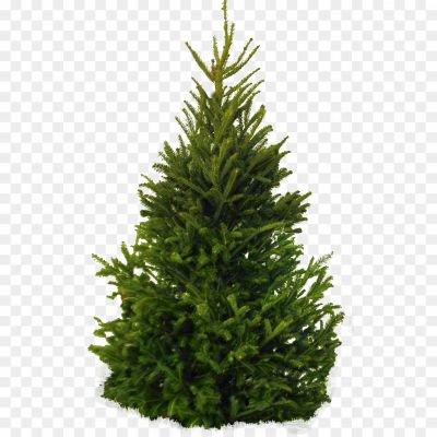 Tree-Conifer-PNG-HD-Quality-XYR4POT1.png