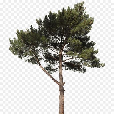 Tree-Conifer-PNG-Photos-M6M7JNS9.png