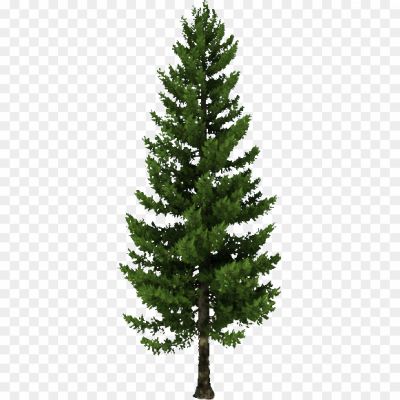 Tree-Conifer-Transparent-File-ZPSMKGGV.png