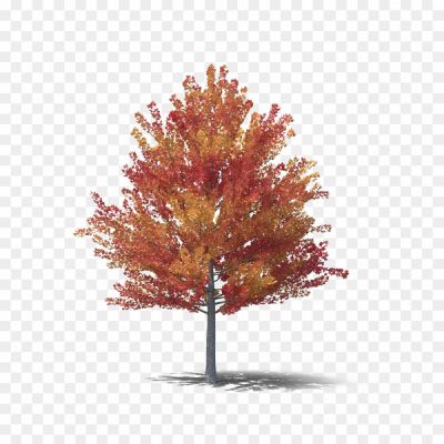 Tree-In-Autumn-PNG-Free-File-Download-3EYO3J.png PNG Images Icons and Vector Files - pngsource