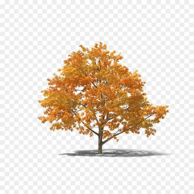 Tree-In-Autumn-PNG-HD-Quality.png