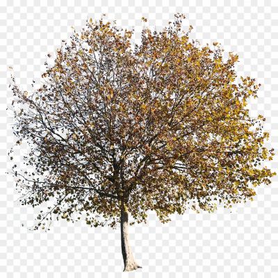 Tree-In-Autumn-PNG-Photos.png