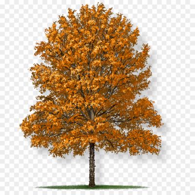 Tree-In-Autumn-Transparent-Free-PNG.png