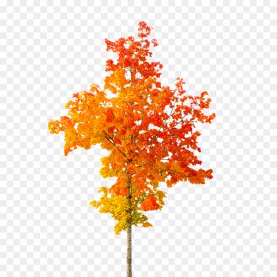 Tree-In-Autumn-Transparent-Image.png