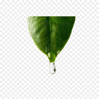 Tree-Leaf-Water-PNG-Clipart-Pngsource-W0IX3CZ1.png